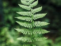 green fern plant in close up photography